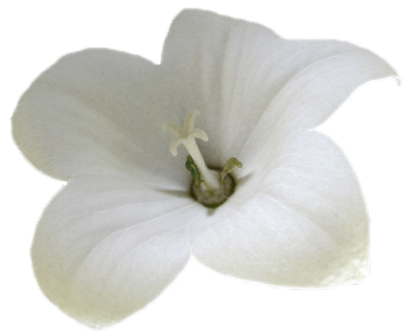 fiore